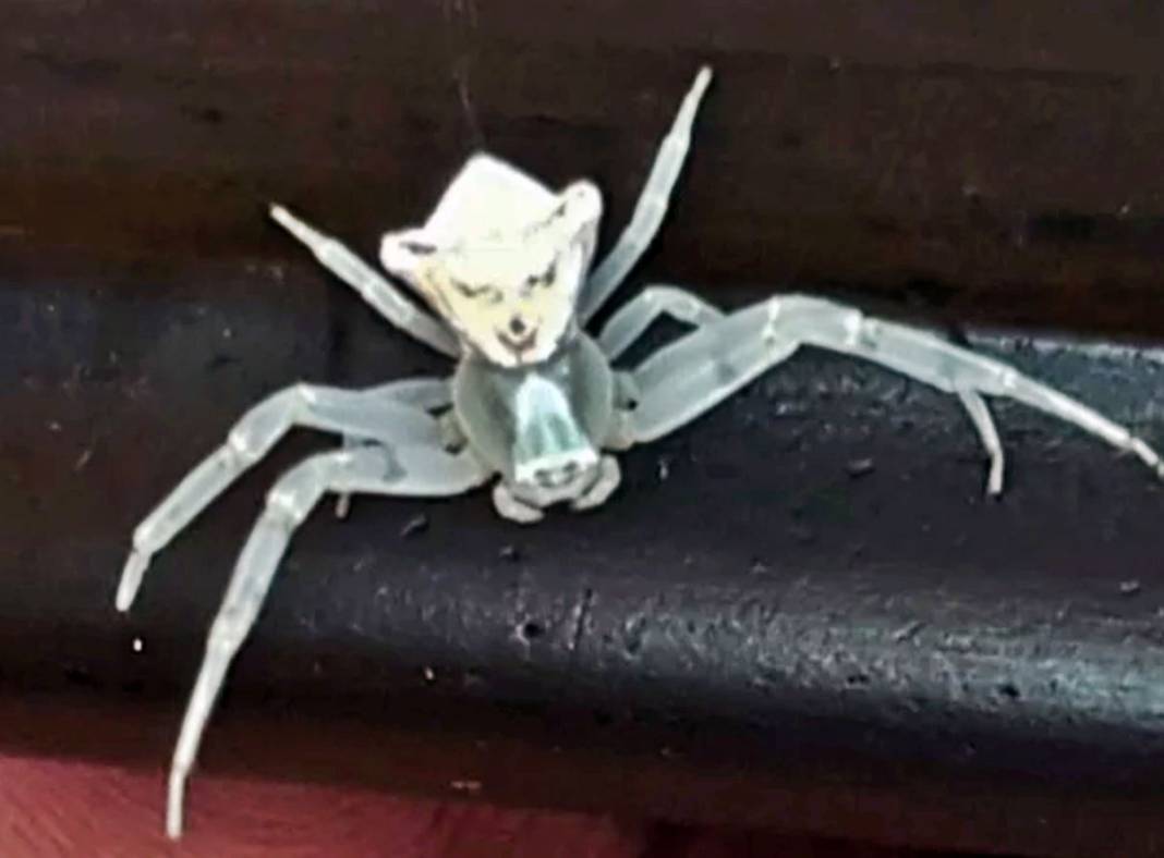 O kentte insan yüzlü örümcek paniği! Eve girerken yakalandı, kapı pencereyi sıkı sıkı kapatın 5